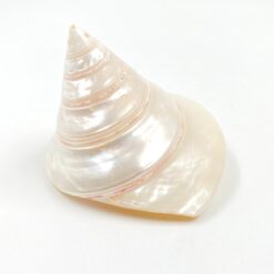 Jūrinės sraigės kriauklė 9,5x10x8 cm