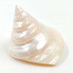 Jūrinės sraigės kriauklė 9,5x10x8 cm