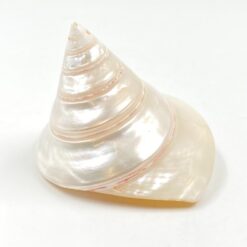 Jūrinės sraigės kriauklė 9,5x10x8 cm