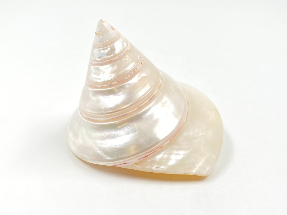 HN0500-interjero-ir-apdailos-detales-2 Jūrinės sraigės kriauklė 9,5x10x8 cm