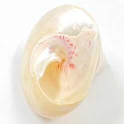 Jūrinės sraigės kriauklė 9,5x10x8 cm