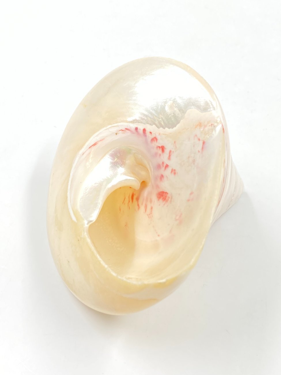 HN0500-interjero-ir-apdailos-detales-3 Jūrinės sraigės kriauklė 9,5x10x8 cm