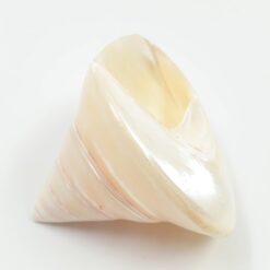 Jūrinės sraigės kriauklė 9,5x10x8 cm