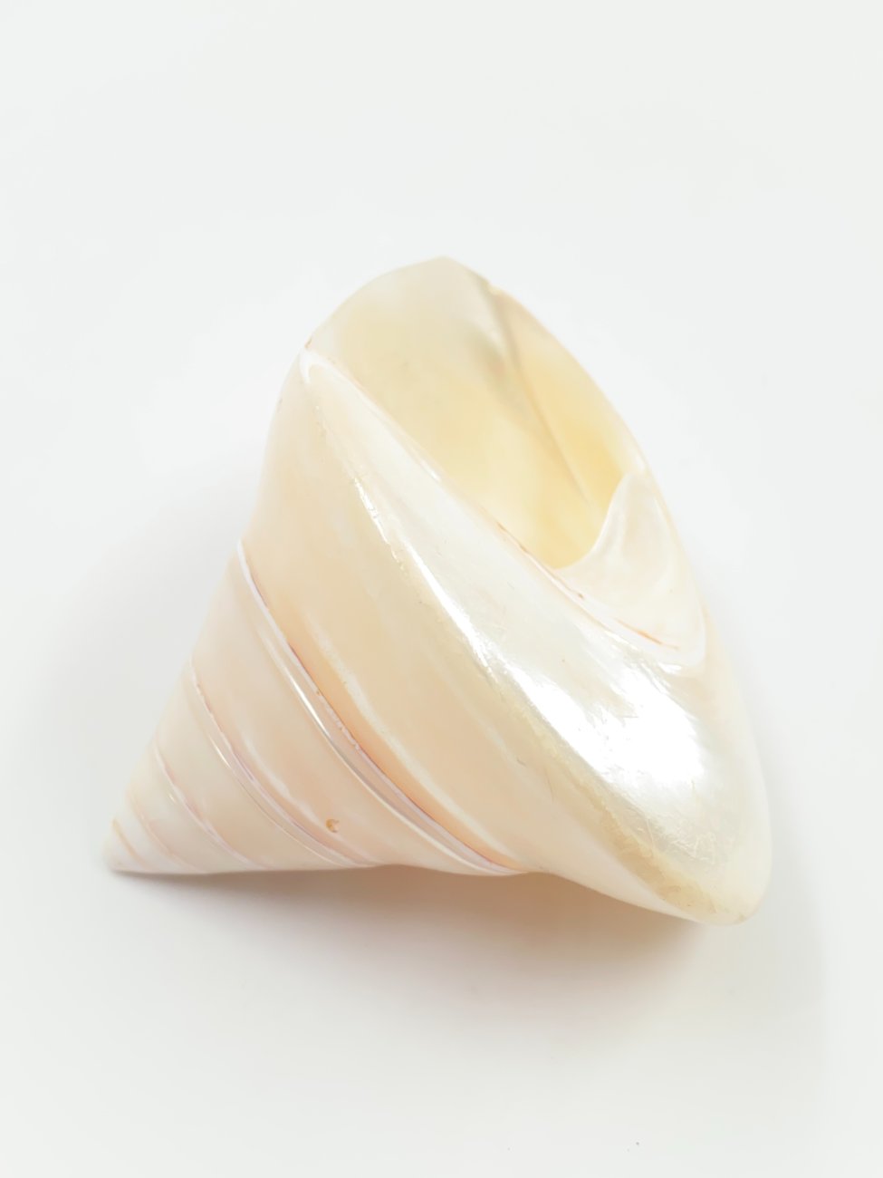 HN0500-interjero-ir-apdailos-detales-4 Jūrinės sraigės kriauklė 9,5x10x8 cm