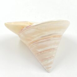 Jūrinės sraigės kriauklė 9,5x10x8 cm