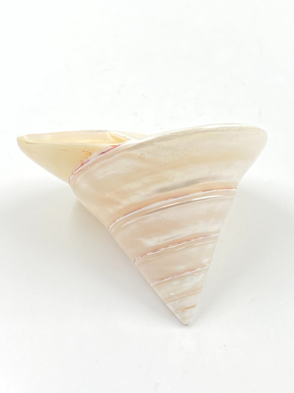 HN0500-interjero-ir-apdailos-detales-5 Jūrinės sraigės kriauklė 9,5x10x8 cm