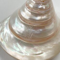 Jūrinės sraigės kriauklė 9,5x10x8 cm