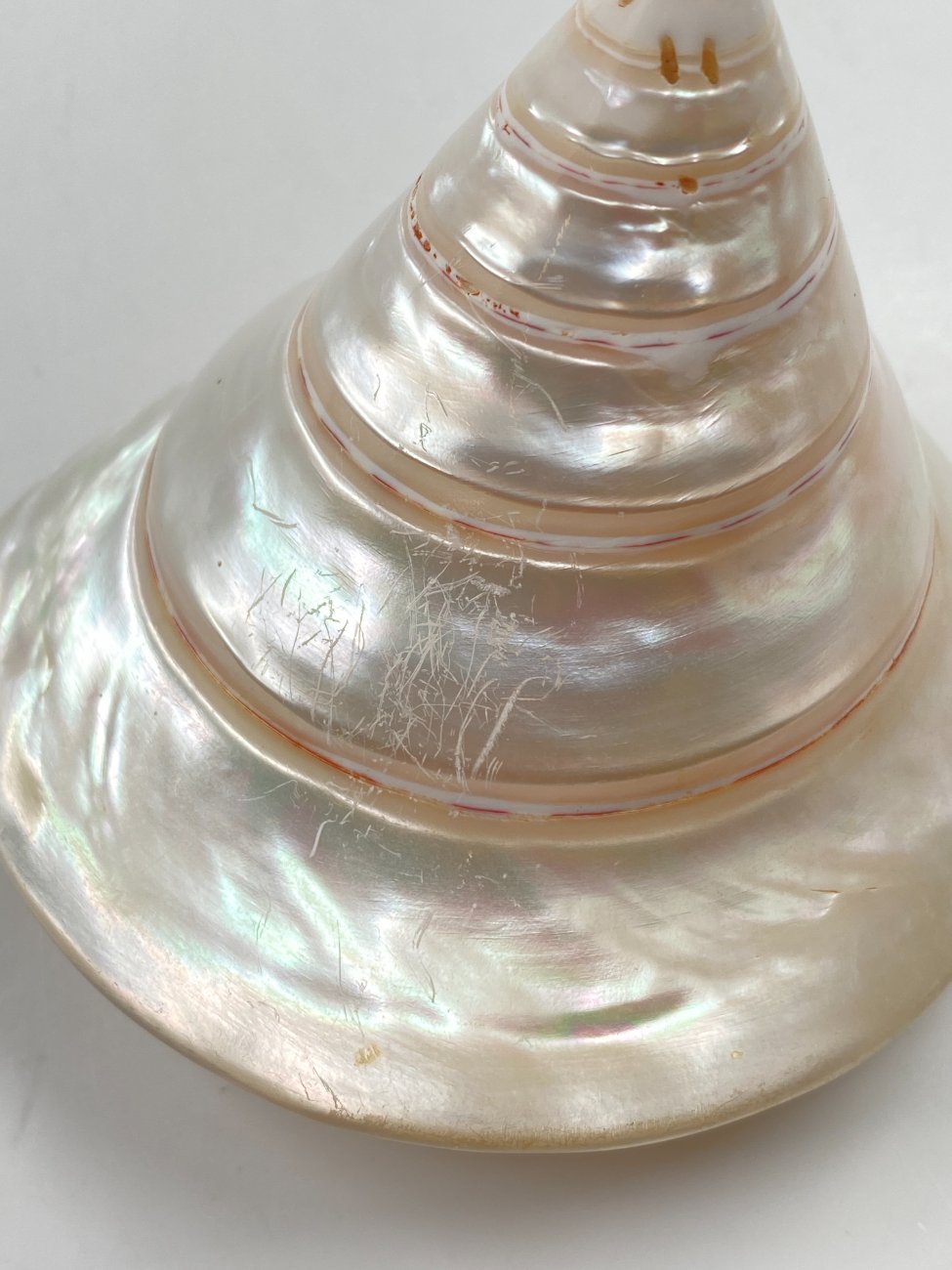 HN0500-interjero-ir-apdailos-detales-6 Jūrinės sraigės kriauklė 9,5x10x8 cm