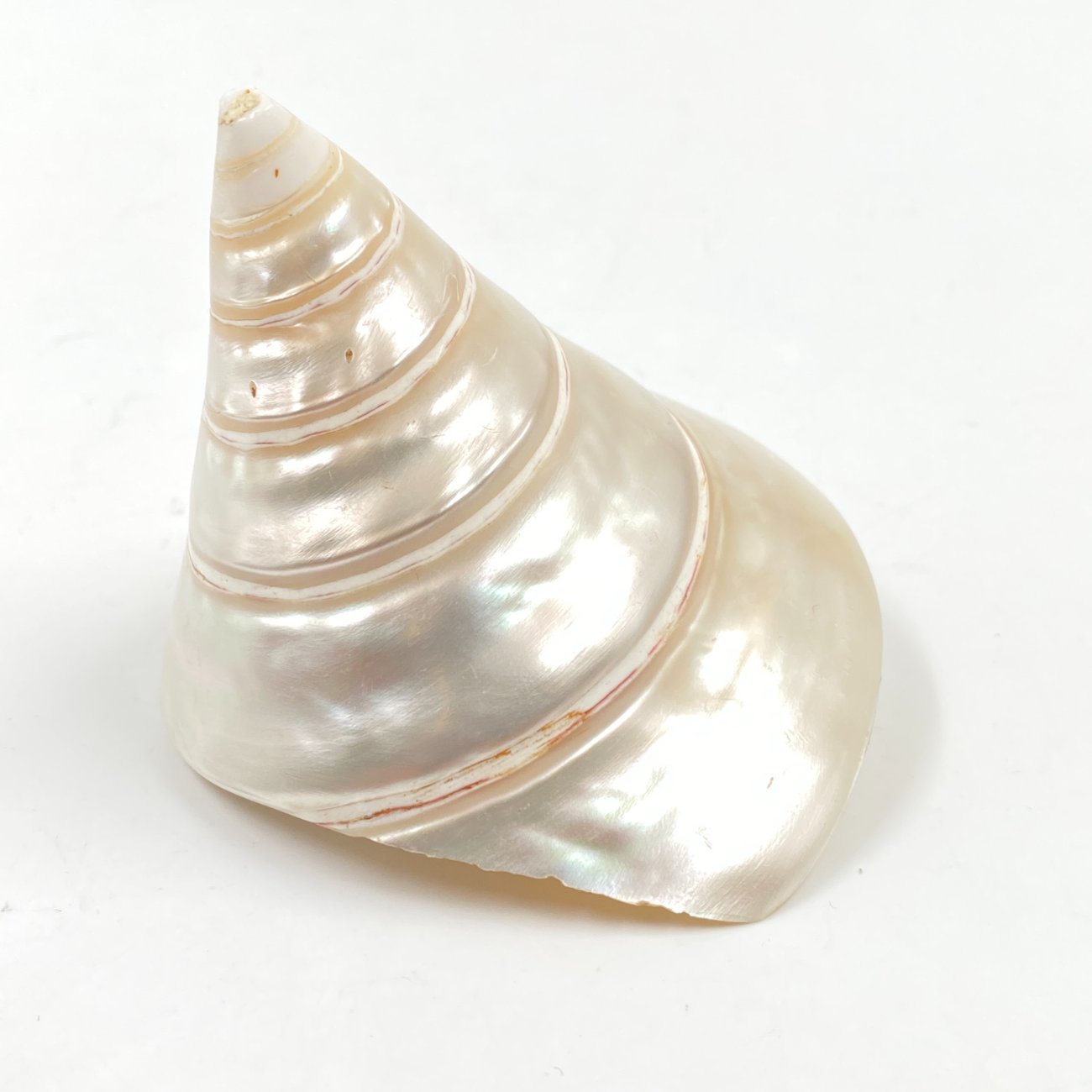 HN0503-interjero-ir-apdailos-detales-0 Jūrinės sraigės kriauklė 8,5×7,5×7,5 cm