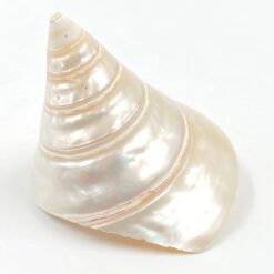 Jūrinės sraigės kriauklė 8,5×7,5×7,5 cm