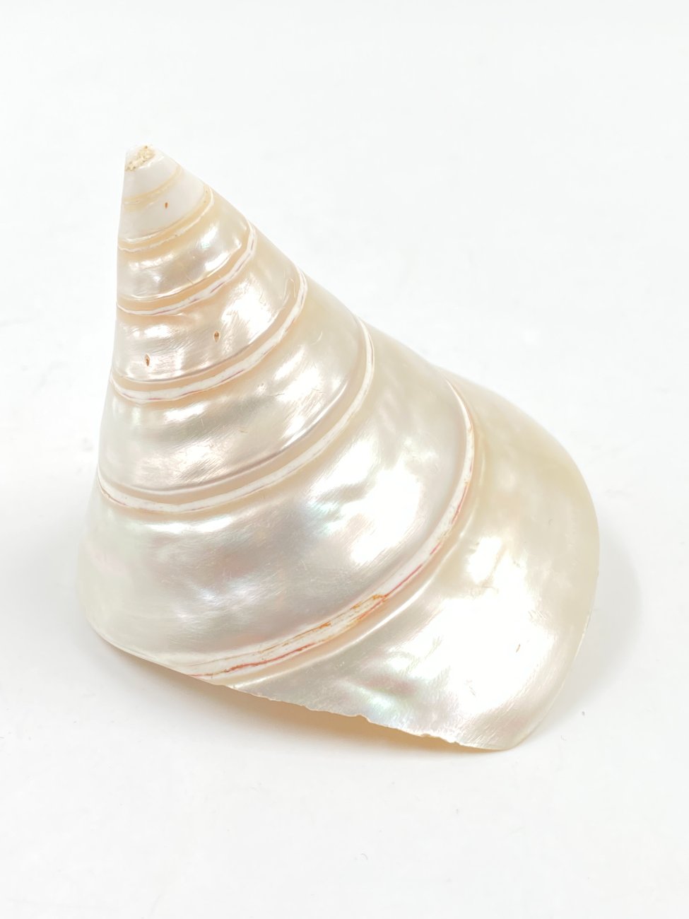 HN0503-interjero-ir-apdailos-detales-1 Jūrinės sraigės kriauklė 8,5×7,5×7,5 cm