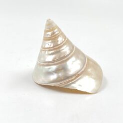 Jūrinės sraigės kriauklė 8,5×7,5×7,5 cm