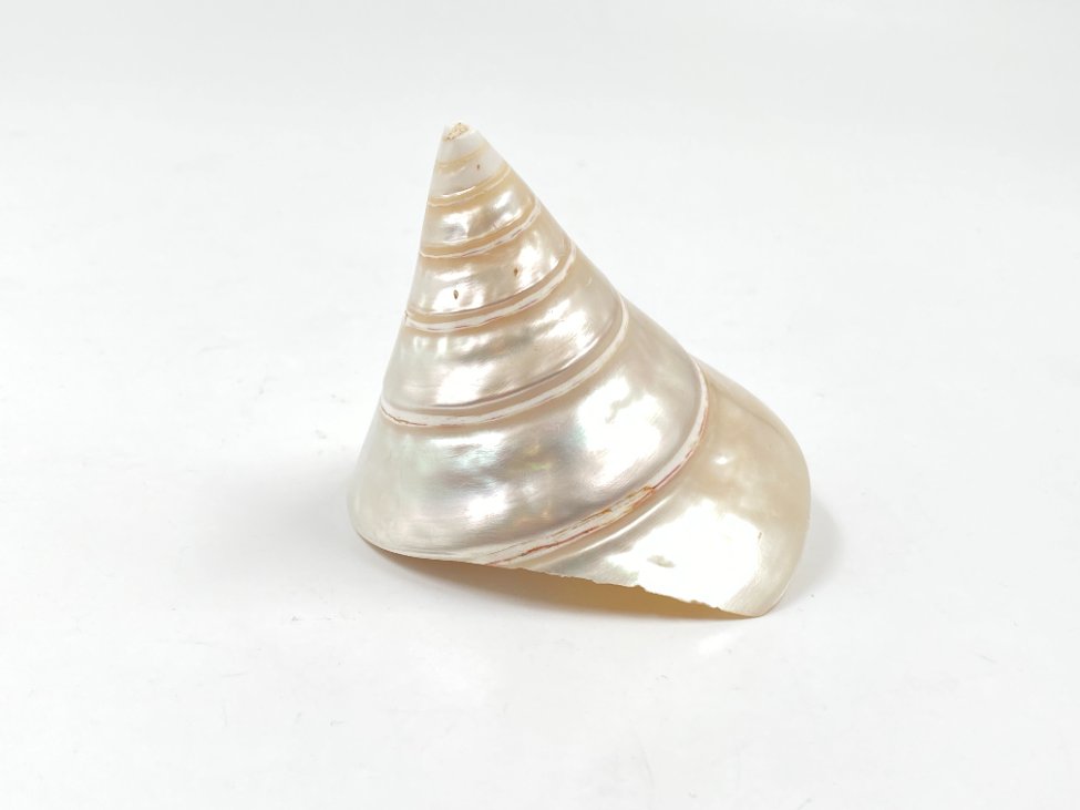 HN0503-interjero-ir-apdailos-detales-2 Jūrinės sraigės kriauklė 8,5×7,5×7,5 cm