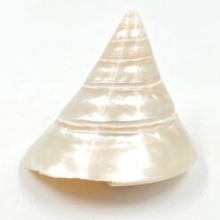 Jūrinės sraigės kriauklė 8,5×7,5×7,5 cm