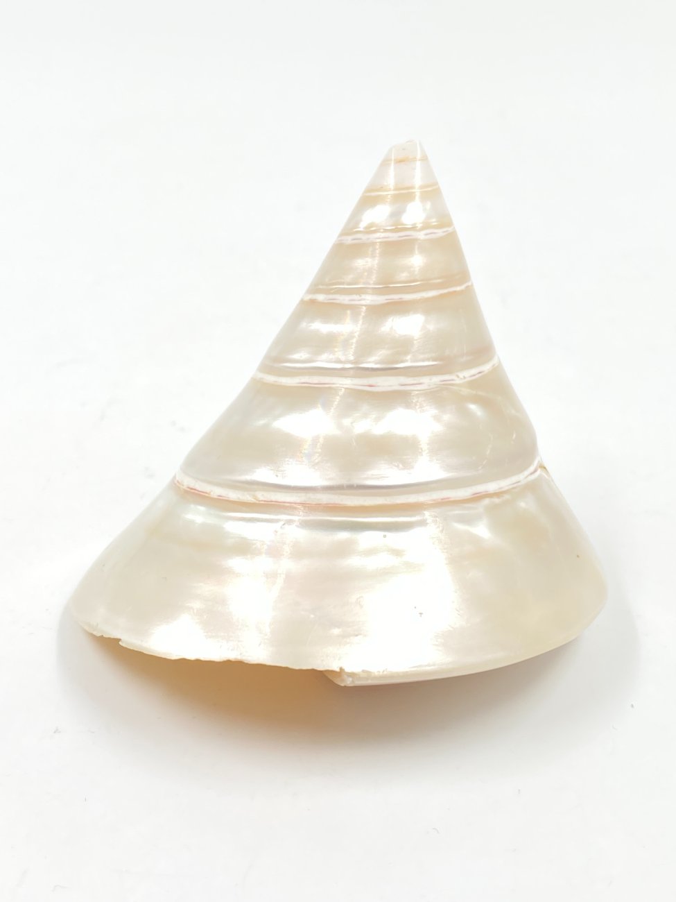 HN0503-interjero-ir-apdailos-detales-3 Jūrinės sraigės kriauklė 8,5×7,5×7,5 cm