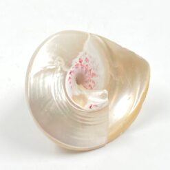 Jūrinės sraigės kriauklė 8,5×7,5×7,5 cm