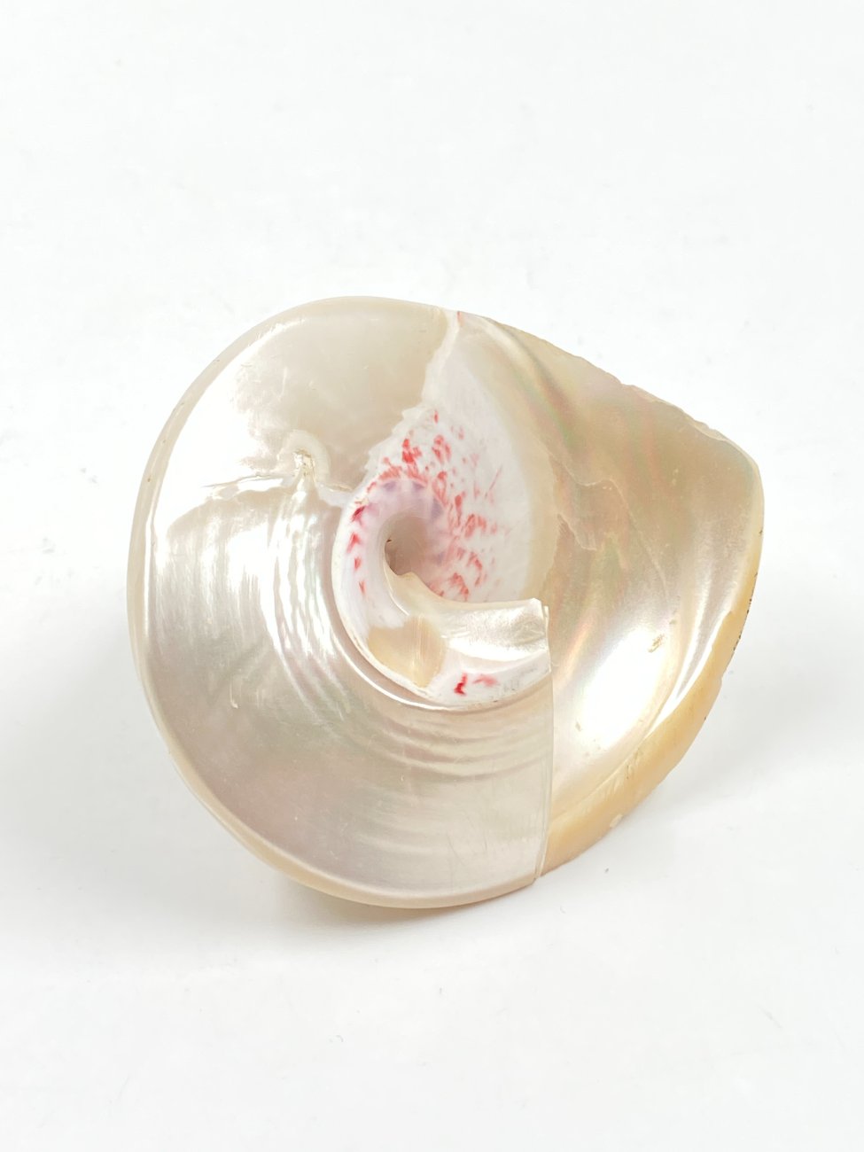 HN0503-interjero-ir-apdailos-detales-4 Jūrinės sraigės kriauklė 8,5×7,5×7,5 cm