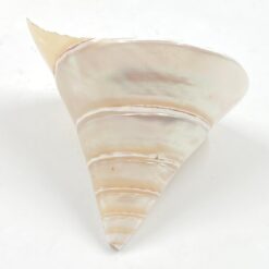 Jūrinės sraigės kriauklė 8,5×7,5×7,5 cm