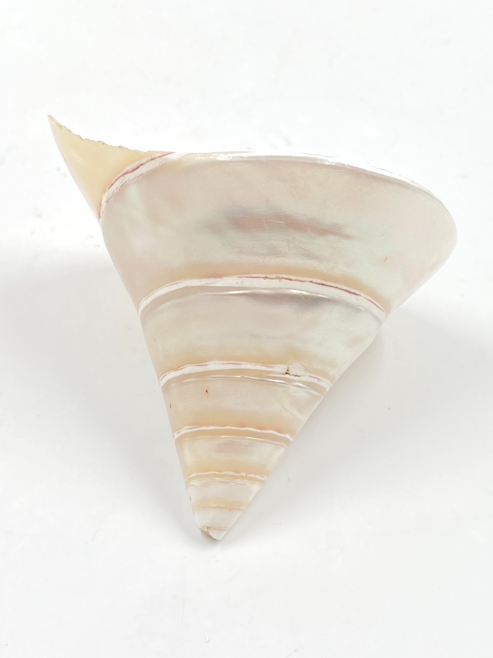 HN0503-interjero-ir-apdailos-detales-5 Jūrinės sraigės kriauklė 8,5×7,5×7,5 cm