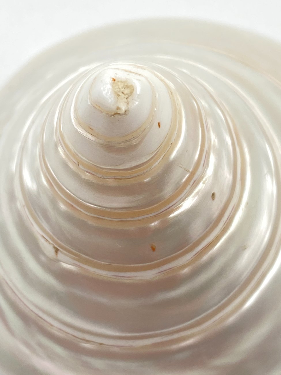 HN0503-interjero-ir-apdailos-detales-6 Jūrinės sraigės kriauklė 8,5×7,5×7,5 cm