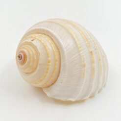 Jūrinės sraigės kriauklė 7,5x9,5x6,5 cm