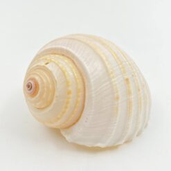 Jūrinės sraigės kriauklė 7,5×9,5×6,5 cm