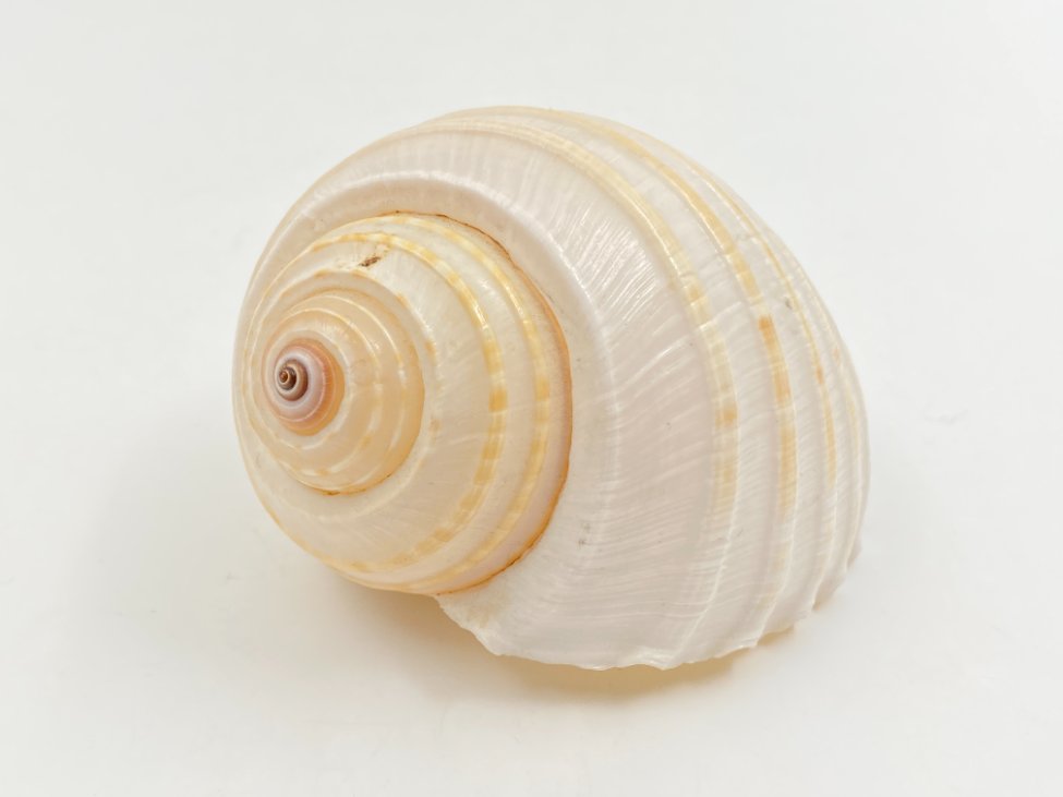 HN0608-interjero-ir-apdailos-detales-2 Jūrinės sraigės kriauklė 7,5×9,5×6,5 cm