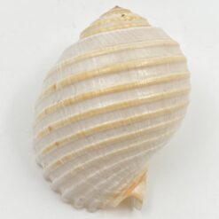 Jūrinės sraigės kriauklė 7,5×9,5×6,5 cm