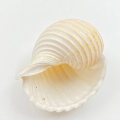 Jūrinės sraigės kriauklė 7,5×9,5×6,5 cm