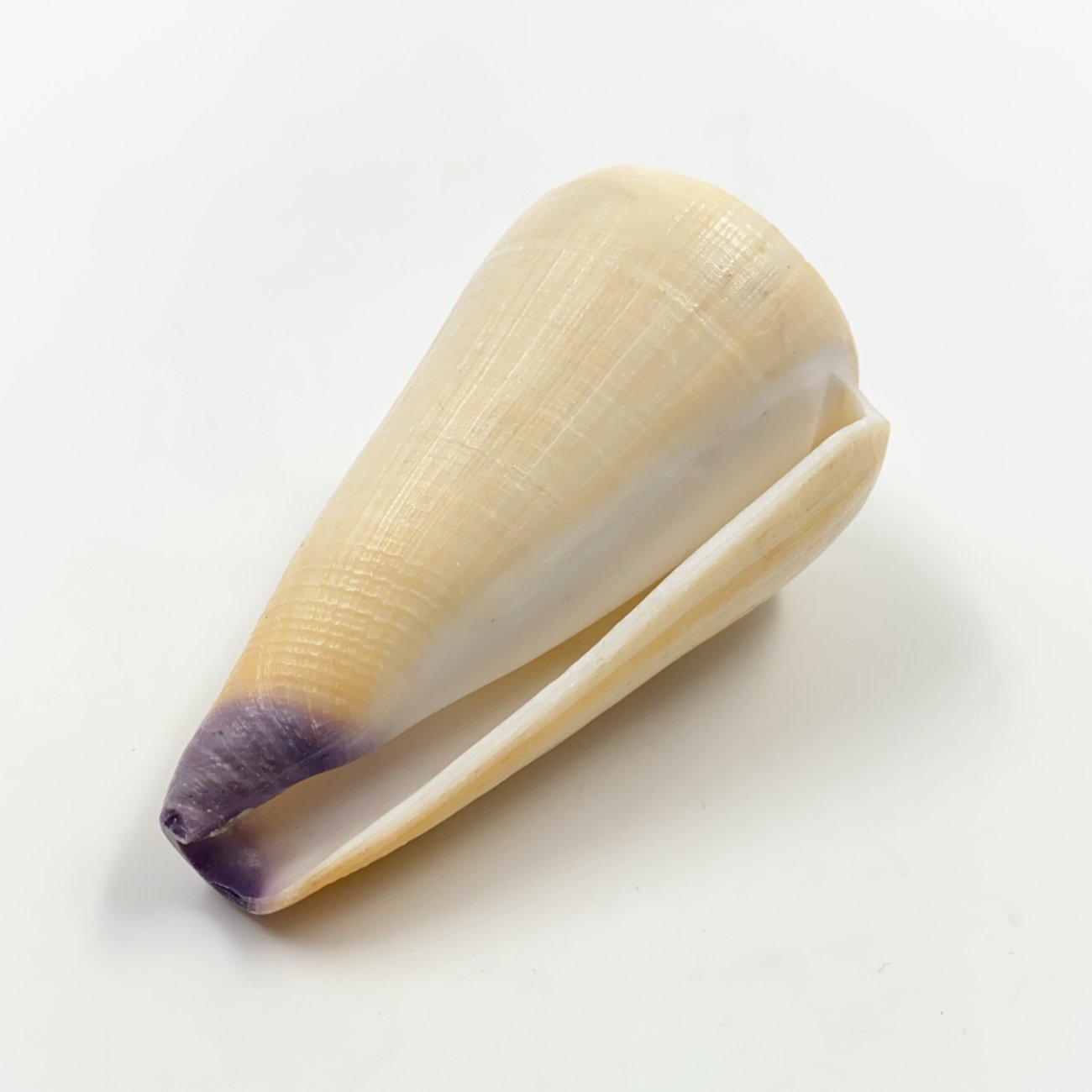 HN0609-interjero-ir-apdailos-detales-0 Conus virgo kriauklė 4,5×8,5×4,5 cm