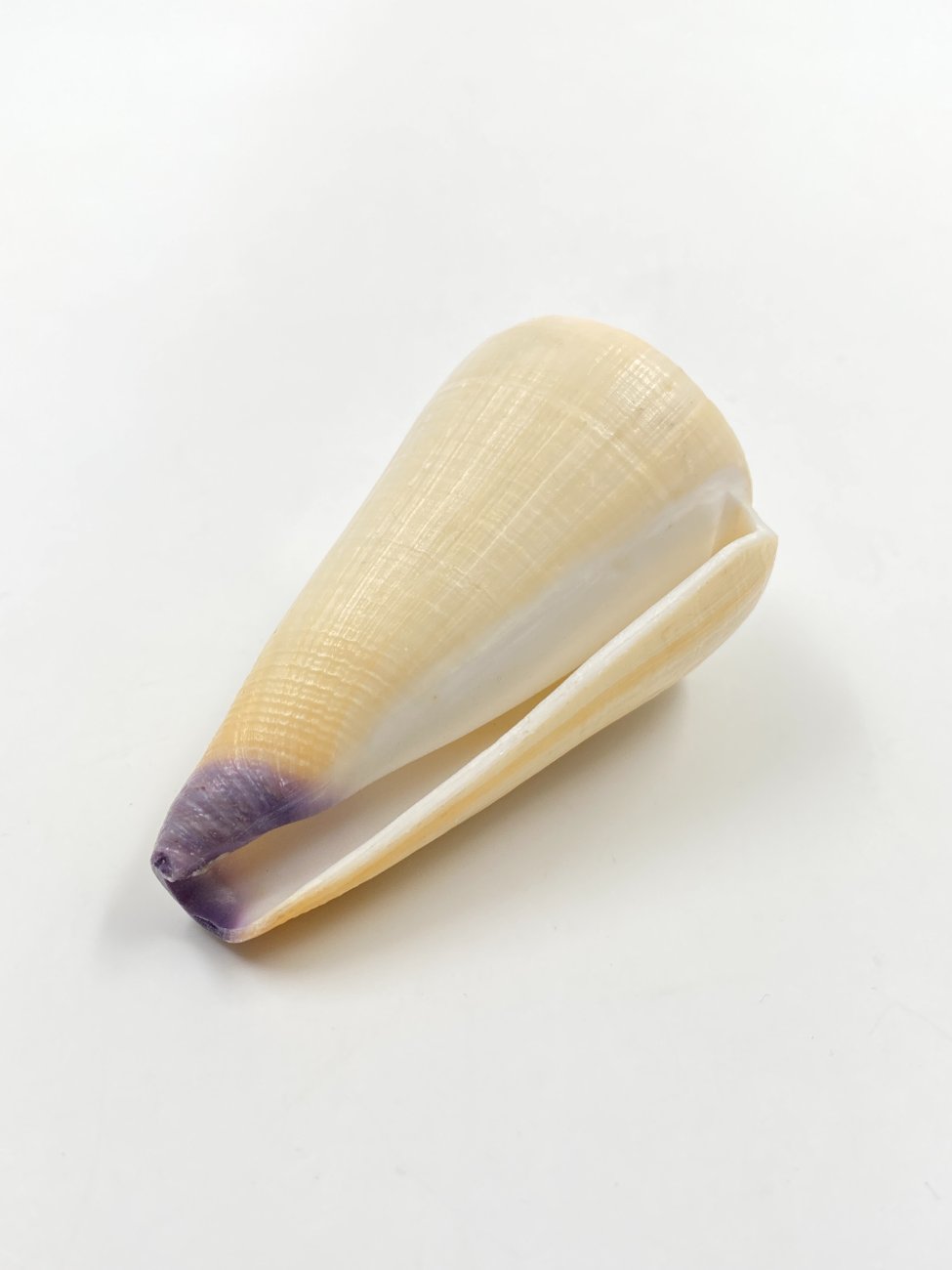 HN0609-interjero-ir-apdailos-detales-1 Conus virgo kriauklė 4,5×8,5×4,5 cm