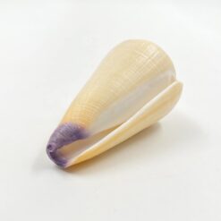 Conus virgo kriauklė 4,5×8,5×4,5 cm