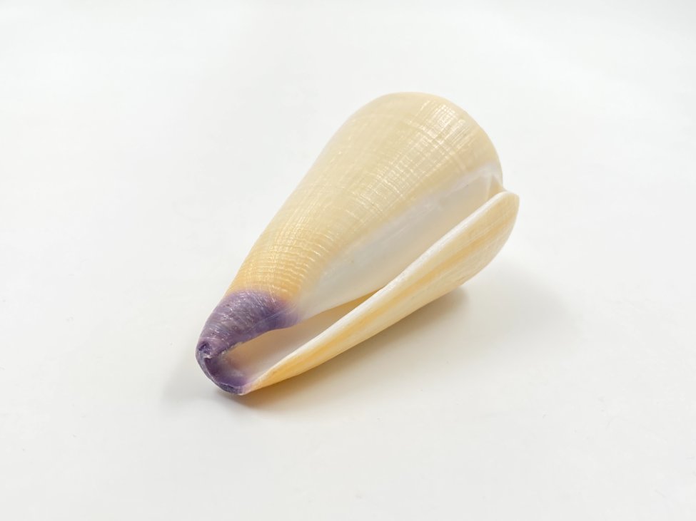 HN0609-interjero-ir-apdailos-detales-2 Conus virgo kriauklė 4,5×8,5×4,5 cm