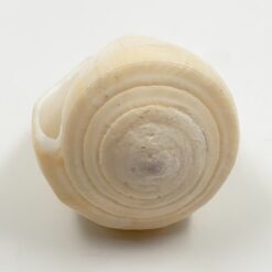 Conus virgo kriauklė 4,5×8,5×4,5 cm