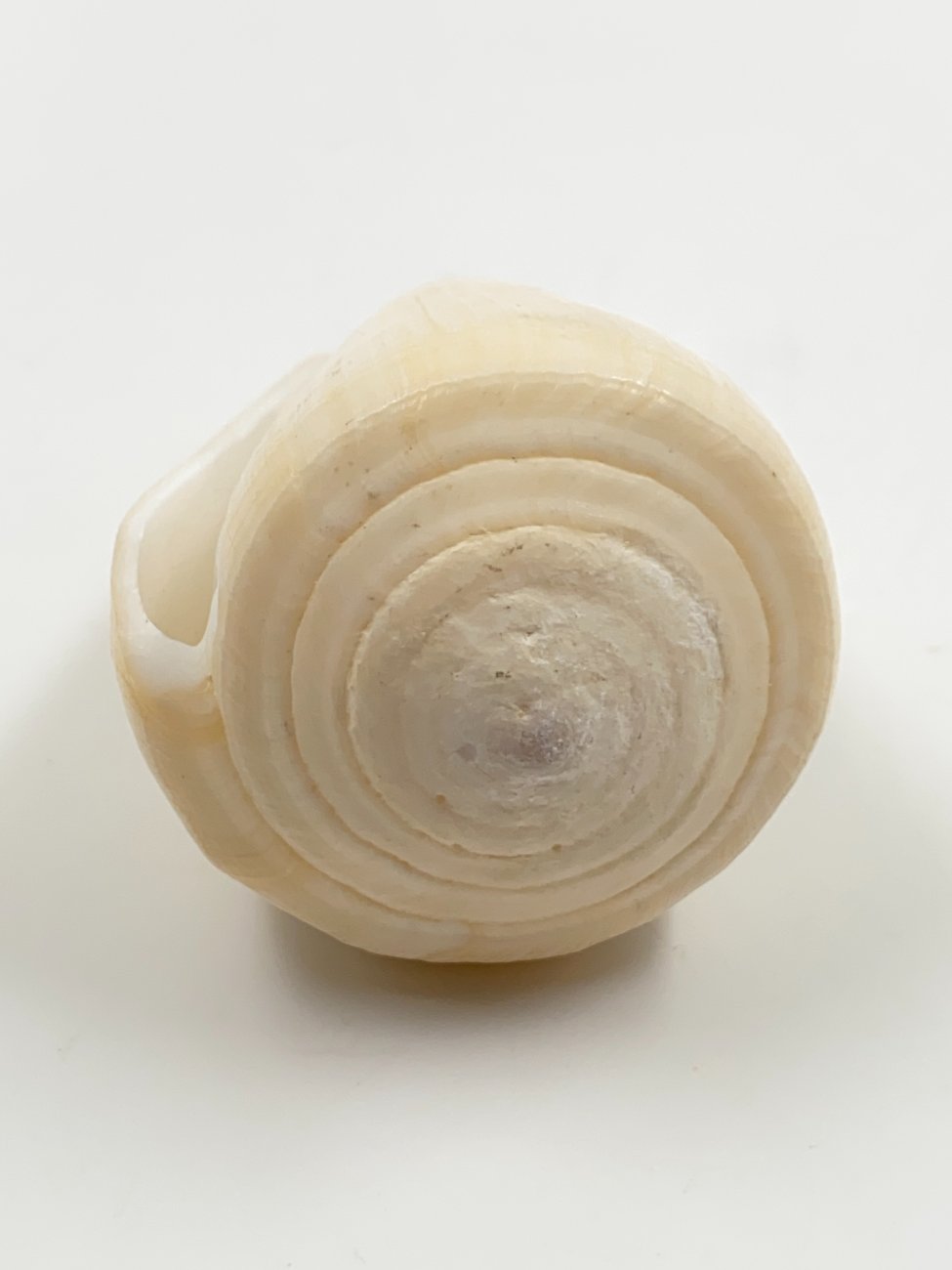 HN0609-interjero-ir-apdailos-detales-3 Conus virgo kriauklė 4,5×8,5×4,5 cm