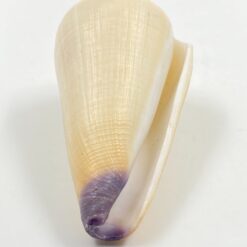 Conus virgo kriauklė 4,5×8,5×4,5 cm