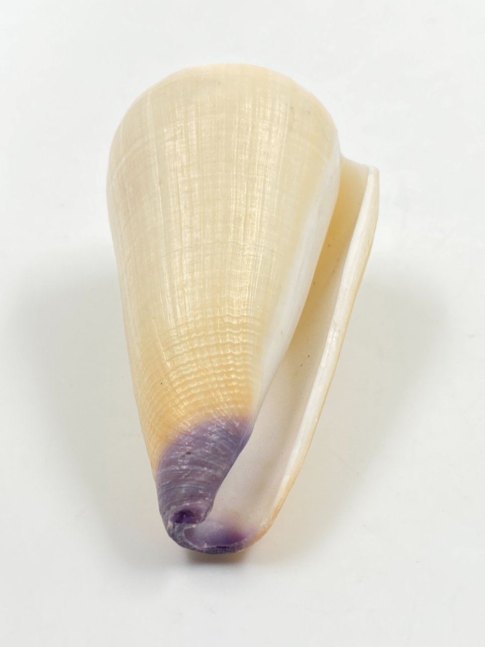 HN0609-interjero-ir-apdailos-detales-4 Conus virgo kriauklė 4,5×8,5×4,5 cm