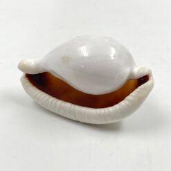 Ovula ovum kriauklė 5x8,5x4,5 cm