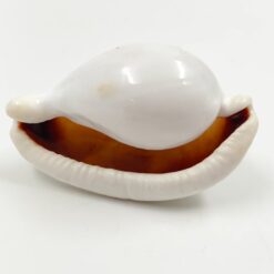 Ovula ovum kriauklė 5×8,5×4,5 cm