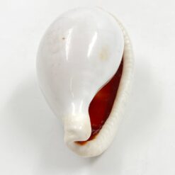 Ovula ovum kriauklė 5×8,5×4,5 cm