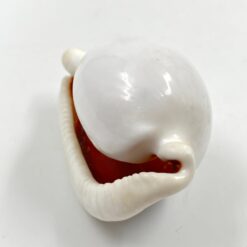 Ovula ovum kriauklė 5×8,5×4,5 cm