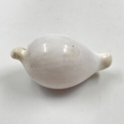 Ovula ovum kriauklė 5×8,5×4,5 cm