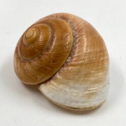 Jūrinės sraigės kriauklė 6,5x8x4,5 cm