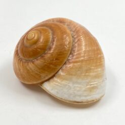 Jūrinės sraigės kriauklė 6,5x8x4,5 cm