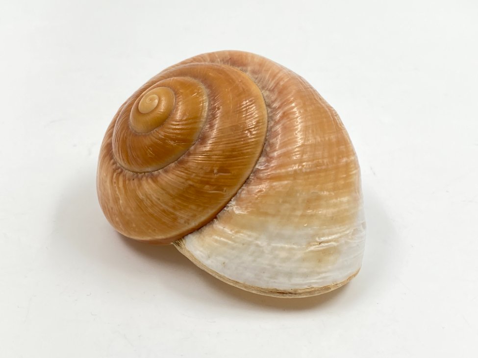 HN0611-interjero-ir-apdailos-detales-2 Jūrinės sraigės kriauklė 6,5x8x4,5 cm