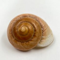 Jūrinės sraigės kriauklė 6,5x8x4,5 cm