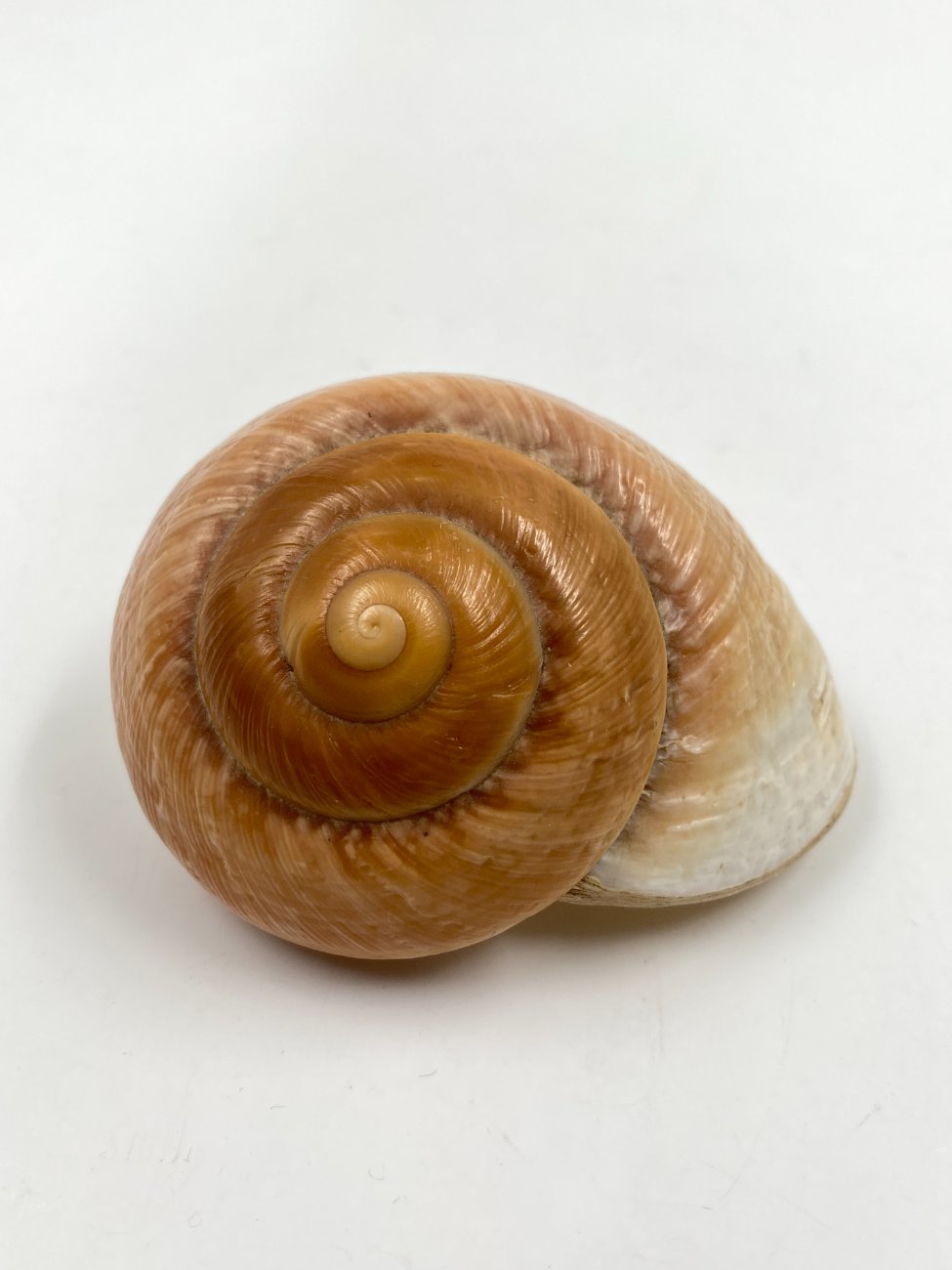 HN0611-interjero-ir-apdailos-detales-3 Jūrinės sraigės kriauklė 6,5x8x4,5 cm