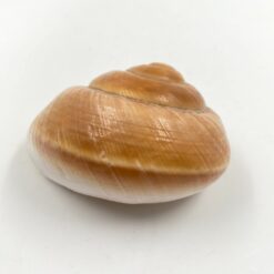 Jūrinės sraigės kriauklė 6,5x8x4,5 cm