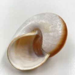 Jūrinės sraigės kriauklė 6,5x8x4,5 cm