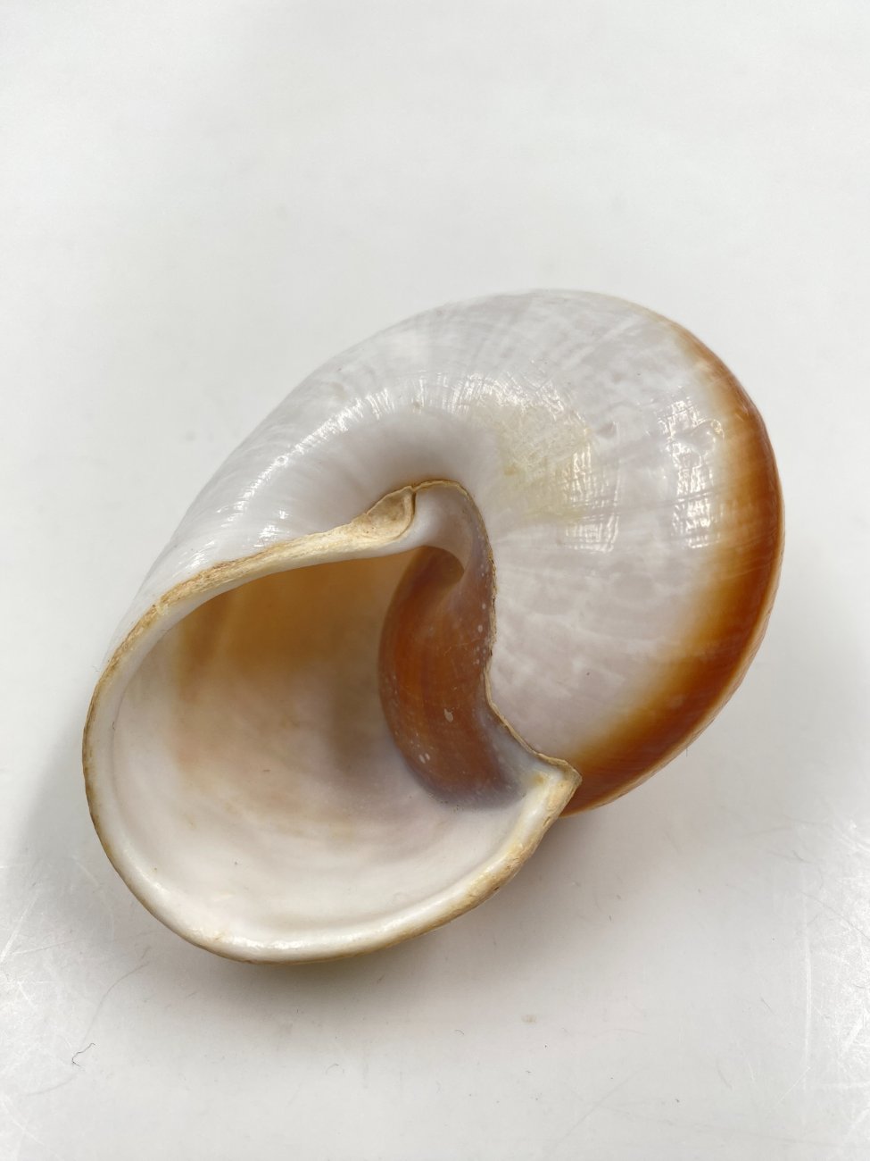 HN0611-interjero-ir-apdailos-detales-5 Jūrinės sraigės kriauklė 6,5x8x4,5 cm